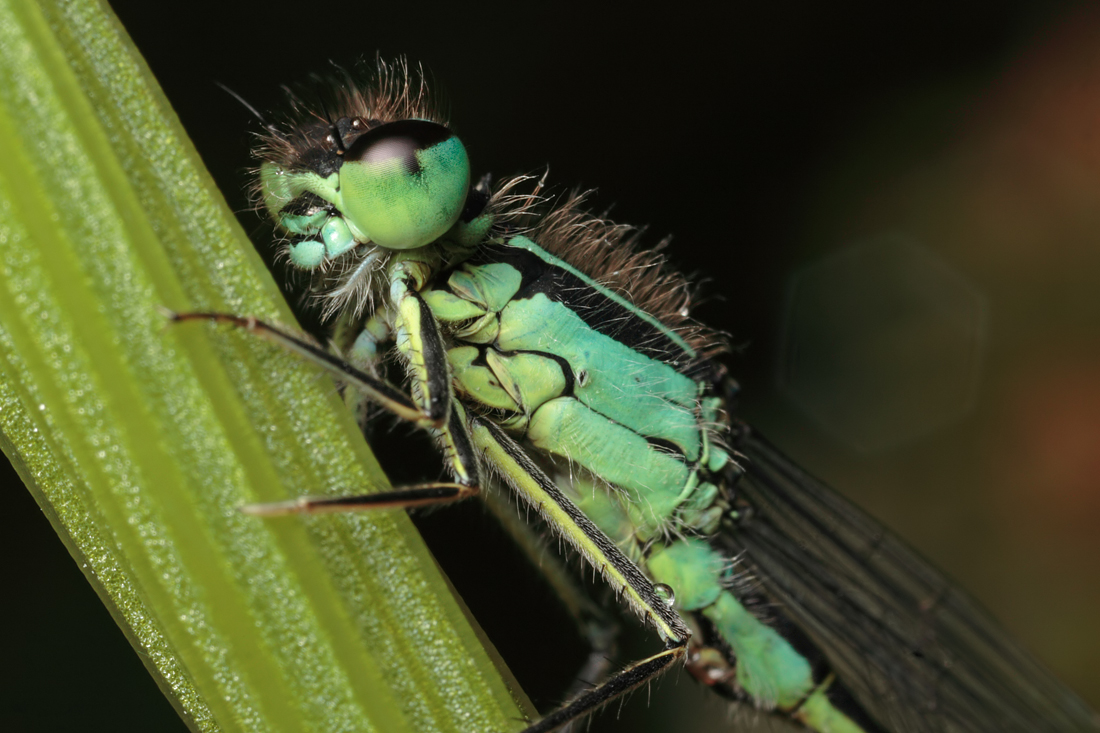 Blue-Tailed Damselfly 3